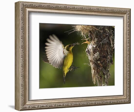 APTOPIX Malaysia Sunbird-Vincent Thian-Framed Premium Photographic Print