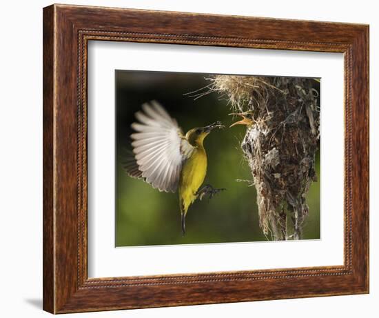 APTOPIX Malaysia Sunbird-Vincent Thian-Framed Premium Photographic Print