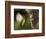 APTOPIX Malaysia Sunbird-Vincent Thian-Framed Premium Photographic Print