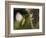 APTOPIX Malaysia Sunbird-Vincent Thian-Framed Photographic Print