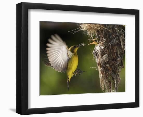 APTOPIX Malaysia Sunbird-Vincent Thian-Framed Photographic Print