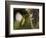 APTOPIX Malaysia Sunbird-Vincent Thian-Framed Photographic Print