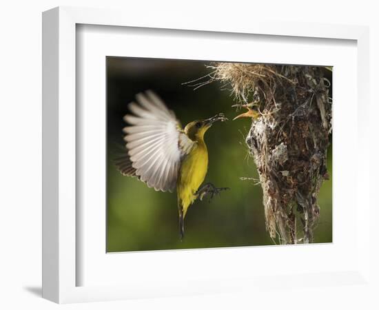 APTOPIX Malaysia Sunbird-Vincent Thian-Framed Photographic Print