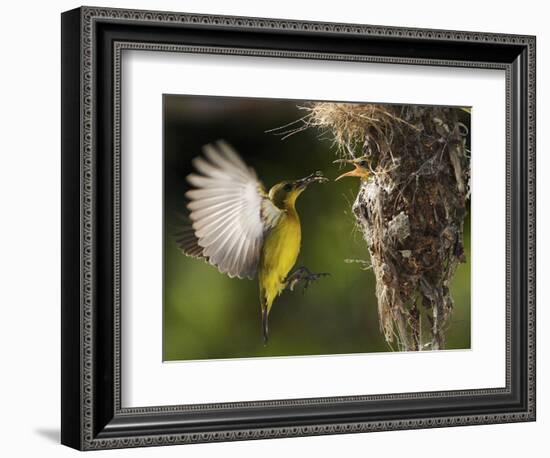 APTOPIX Malaysia Sunbird-Vincent Thian-Framed Photographic Print