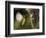 APTOPIX Malaysia Sunbird-Vincent Thian-Framed Photographic Print