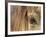 APTOPIX Mustangs Savior-Ann Heisenfelt-Framed Photographic Print