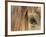 APTOPIX Mustangs Savior-Ann Heisenfelt-Framed Photographic Print