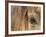 APTOPIX Mustangs Savior-Ann Heisenfelt-Framed Photographic Print