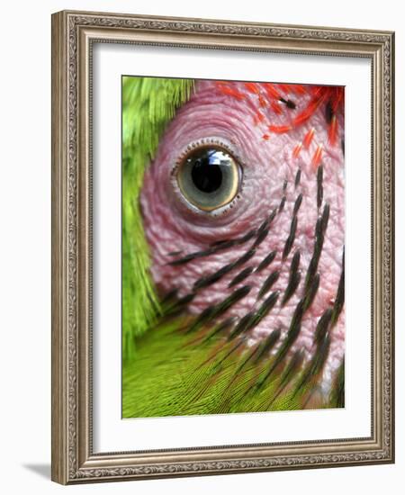 APTOPIX Nicaragua Animal Rescue-Esteban Felix-Framed Photographic Print