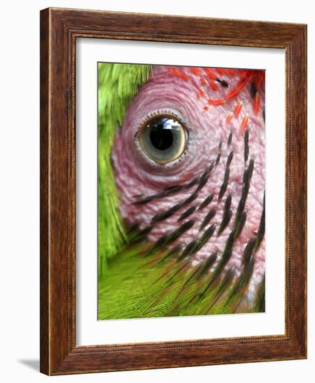 APTOPIX Nicaragua Animal Rescue-Esteban Felix-Framed Photographic Print