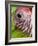 APTOPIX Nicaragua Animal Rescue-Esteban Felix-Framed Photographic Print