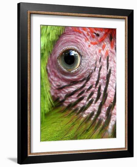 APTOPIX Nicaragua Animal Rescue-Esteban Felix-Framed Photographic Print