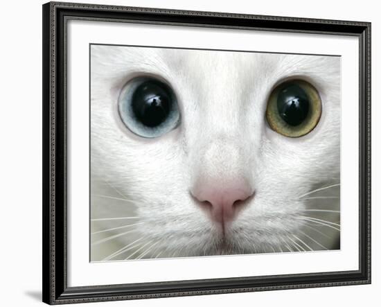 APTOPIX Turkey Bird Flu Van Cat-Pier Paolo Cito-Framed Photographic Print