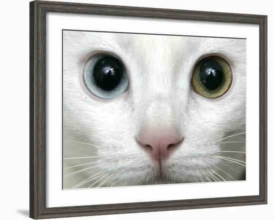 APTOPIX Turkey Bird Flu Van Cat-Pier Paolo Cito-Framed Photographic Print