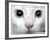 APTOPIX Turkey Bird Flu Van Cat-Pier Paolo Cito-Framed Photographic Print