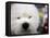 APTOPIX Westminster Dog Show-Mary Altaffer-Framed Premier Image Canvas