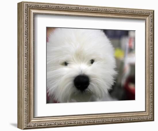 APTOPIX Westminster Dog Show-Mary Altaffer-Framed Photographic Print