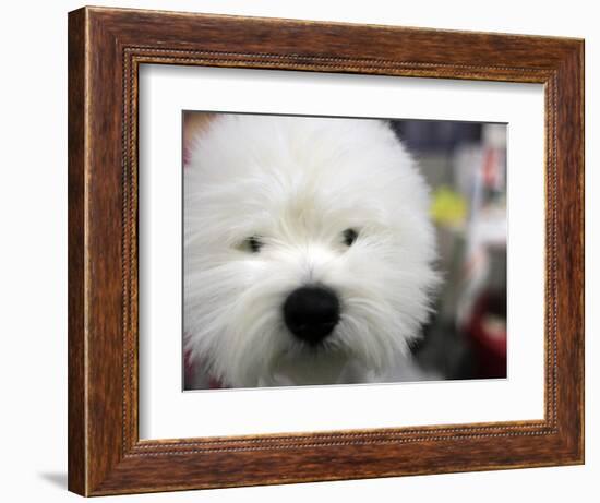 APTOPIX Westminster Dog Show-Mary Altaffer-Framed Photographic Print