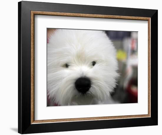 APTOPIX Westminster Dog Show-Mary Altaffer-Framed Photographic Print