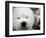 APTOPIX Westminster Dog Show-Mary Altaffer-Framed Photographic Print