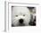 APTOPIX Westminster Dog Show-Mary Altaffer-Framed Photographic Print