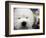 APTOPIX Westminster Dog Show-Mary Altaffer-Framed Photographic Print