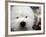 APTOPIX Westminster Dog Show-Mary Altaffer-Framed Photographic Print