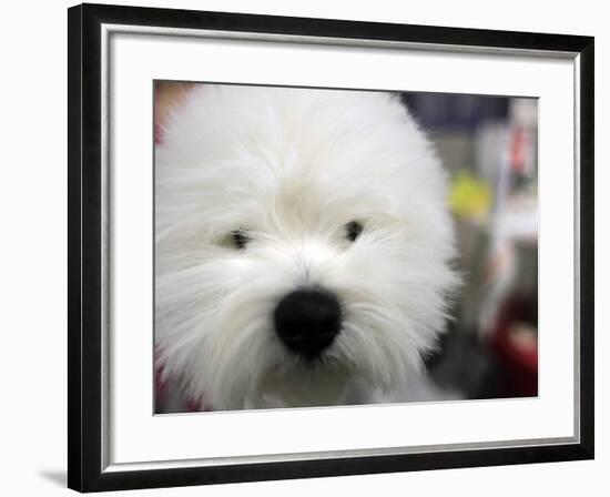 APTOPIX Westminster Dog Show-Mary Altaffer-Framed Photographic Print