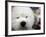 APTOPIX Westminster Dog Show-Mary Altaffer-Framed Photographic Print