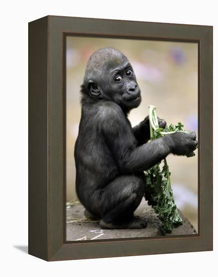 APTOPIX Zoo President Kiki-Elise Amendola-Framed Premier Image Canvas