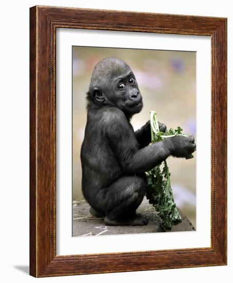 APTOPIX Zoo President Kiki-Elise Amendola-Framed Photographic Print