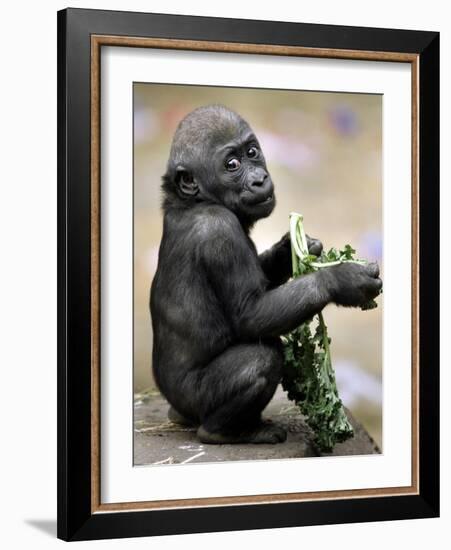 APTOPIX Zoo President Kiki-Elise Amendola-Framed Photographic Print