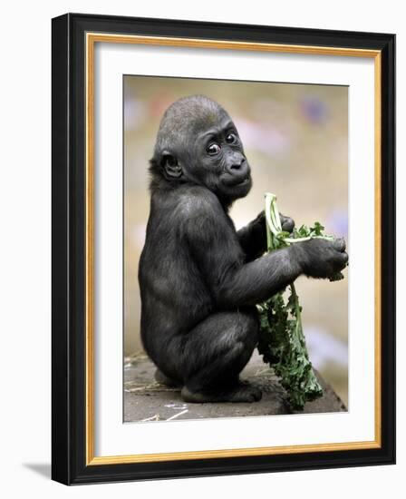 APTOPIX Zoo President Kiki-Elise Amendola-Framed Photographic Print