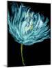 Aqua Tulips I-Vanessa Austin-Mounted Art Print
