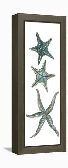 Aquamarine Starfish I-Vision Studio-Framed Stretched Canvas