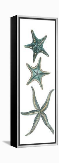 Aquamarine Starfish I-Vision Studio-Framed Stretched Canvas