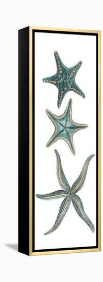 Aquamarine Starfish I-Vision Studio-Framed Stretched Canvas