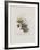 AquarelII-Annapia Antonini-Framed Limited Edition