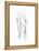 Aquarelle Birches I-Grace Popp-Framed Stretched Canvas