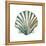Aquarelle Shells VI-Chariklia Zarris-Framed Stretched Canvas