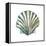 Aquarelle Shells VI-Chariklia Zarris-Framed Stretched Canvas