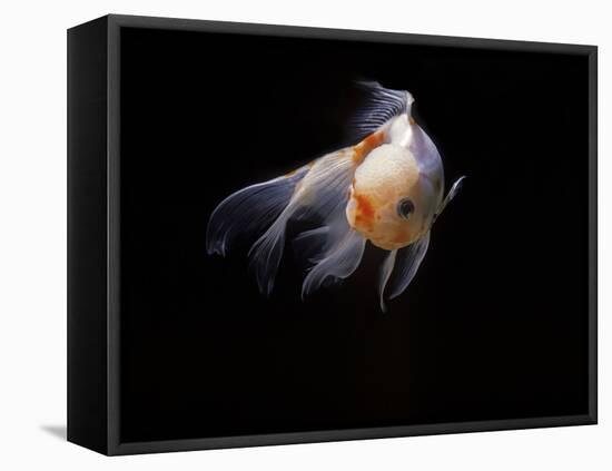 Aquarium Fish Lionhead Goldfish-null-Framed Premier Image Canvas