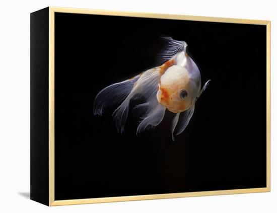 Aquarium Fish Lionhead Goldfish-null-Framed Premier Image Canvas