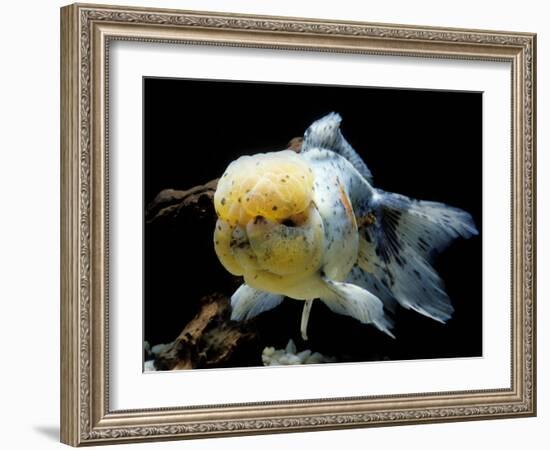 Aquarium Fish Lionhead Goldfish-null-Framed Photographic Print