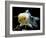 Aquarium Fish Lionhead Goldfish-null-Framed Photographic Print