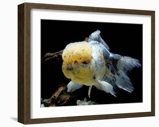 Aquarium Fish Lionhead Goldfish-null-Framed Photographic Print