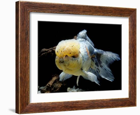 Aquarium Fish Lionhead Goldfish-null-Framed Photographic Print