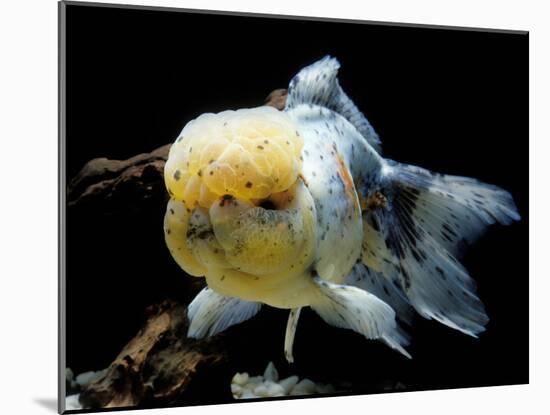 Aquarium Fish Lionhead Goldfish-null-Mounted Photographic Print