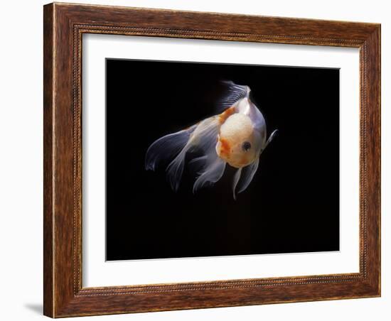 Aquarium Fish Lionhead Goldfish-null-Framed Photographic Print