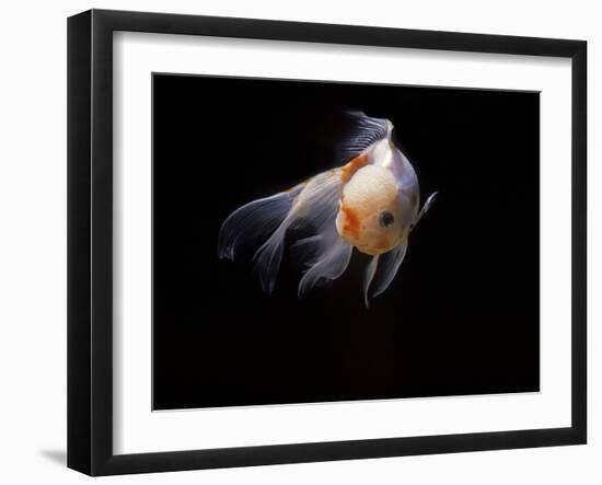 Aquarium Fish Lionhead Goldfish-null-Framed Photographic Print